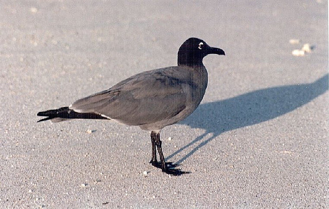 Photo (5): Lava Gull
