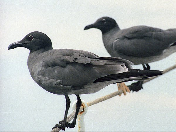 Photo (3): Lava Gull