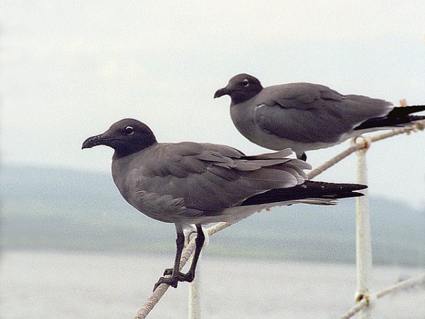 Photo (4): Lava Gull