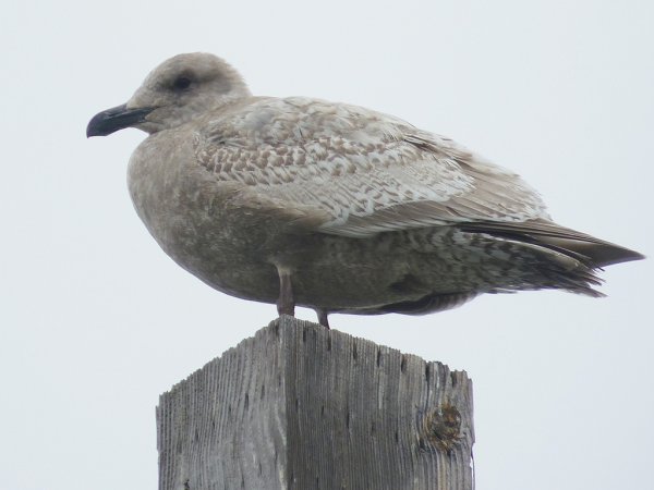 Photo (15): Glaucous-winged Gull