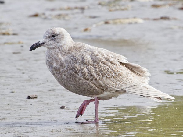 Photo (16): Glaucous-winged Gull