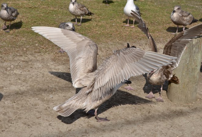 Photo (18): Glaucous-winged Gull