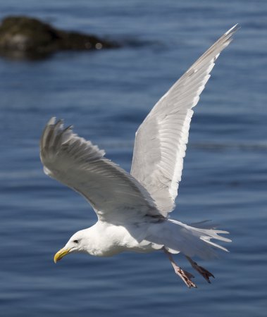 Photo (3): Glaucous-winged Gull