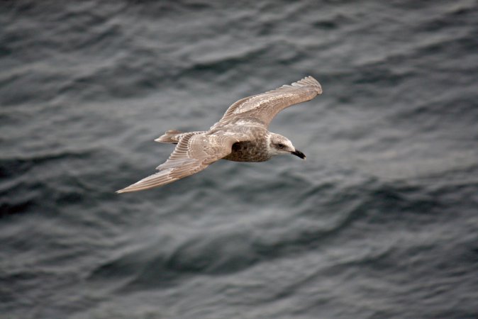 Photo (17): Glaucous-winged Gull