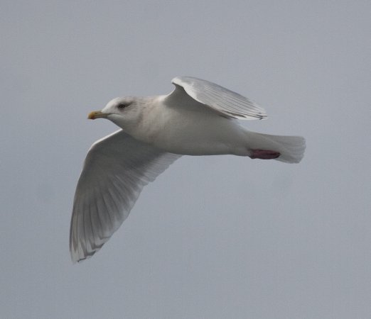 Photo (3): Iceland Gull