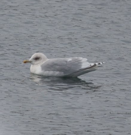Photo (5): Iceland Gull