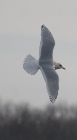Photo (7): Iceland Gull