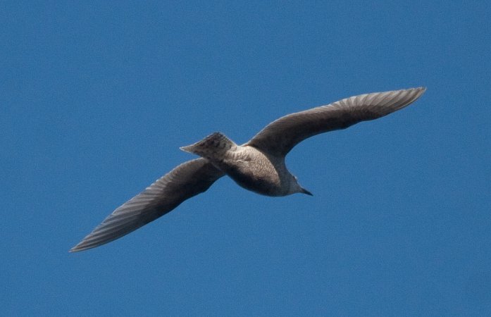 Photo (20): Iceland Gull