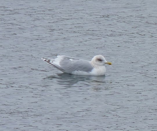 Photo (10): Iceland Gull