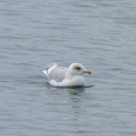 Photo (8): Iceland Gull