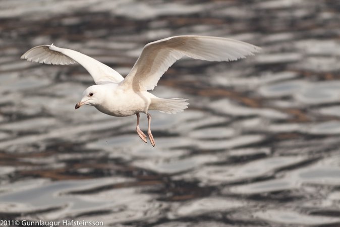 Photo (12): Iceland Gull