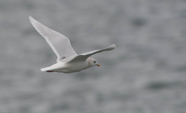 Photo (4): Iceland Gull