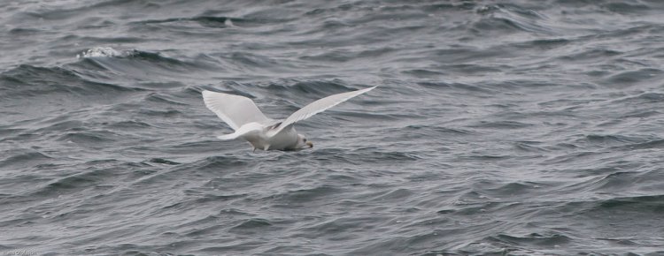 Photo (9): Iceland Gull