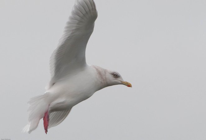 Photo (1): Iceland Gull