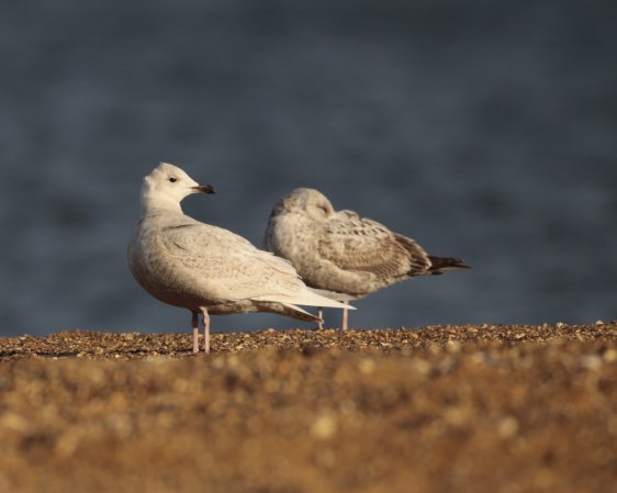 Photo (16): Iceland Gull