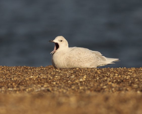 Photo (18): Iceland Gull
