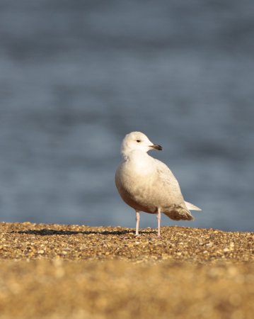 Photo (19): Iceland Gull