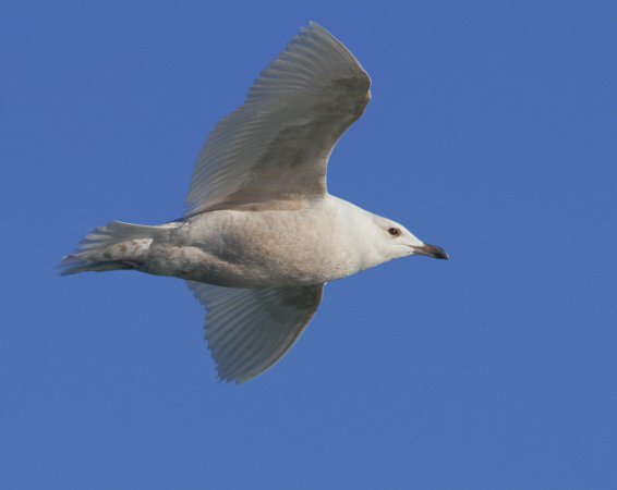 Photo (17): Iceland Gull