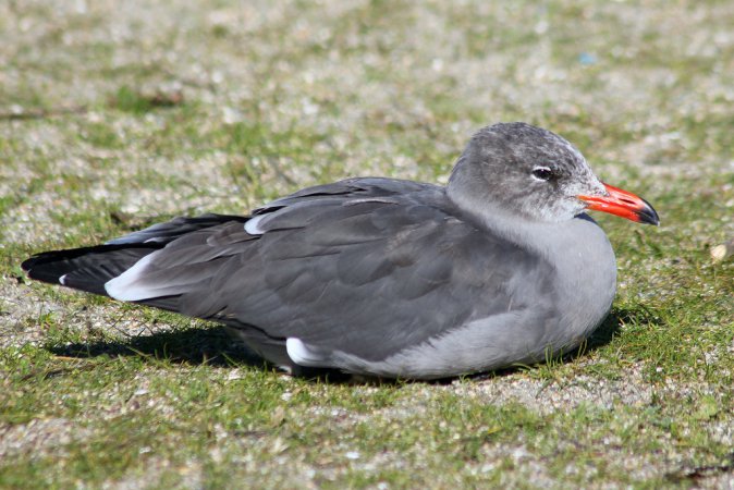 Photo (8): Heermann's Gull
