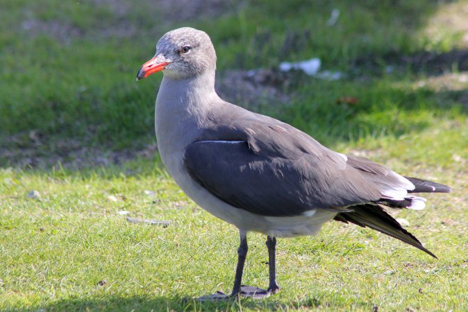 Photo (11): Heermann's Gull