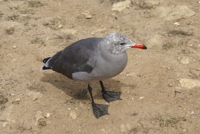 Photo (12): Heermann's Gull