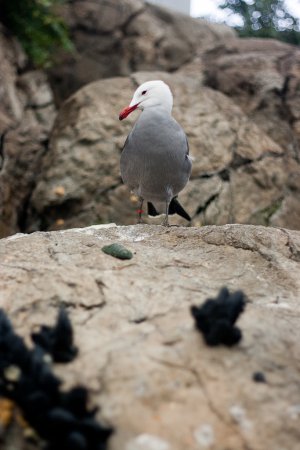 Photo (4): Heermann's Gull