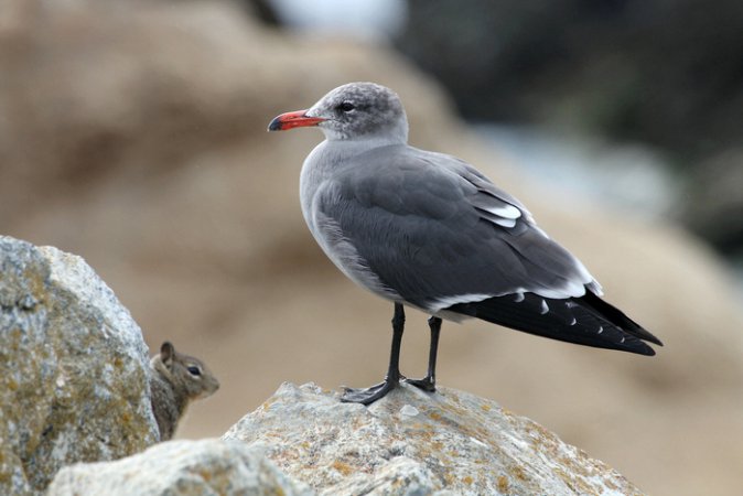 Photo (10): Heermann's Gull