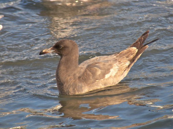 Photo (22): Heermann's Gull
