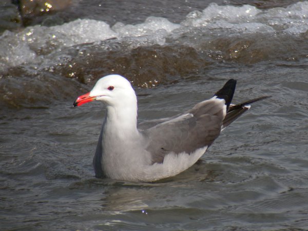 Photo (1): Heermann's Gull
