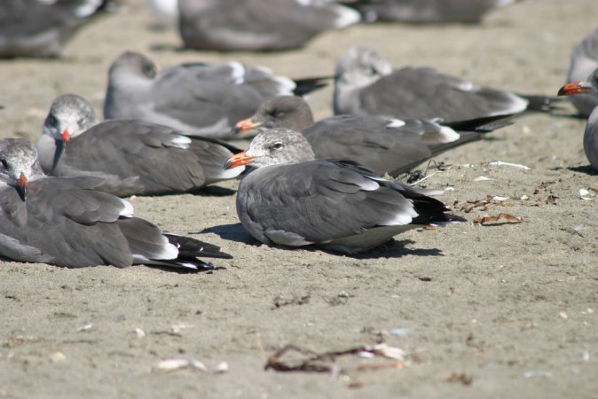 Photo (9): Heermann's Gull