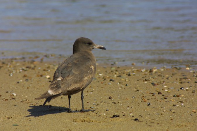 Photo (17): Heermann's Gull