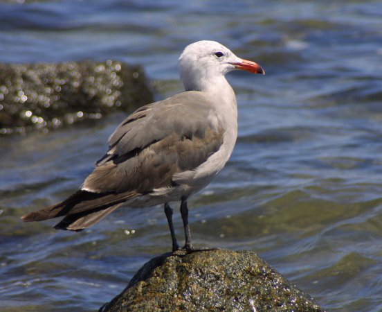 Photo (7): Heermann's Gull