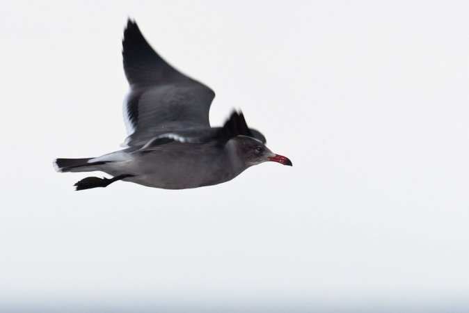 Photo (13): Heermann's Gull