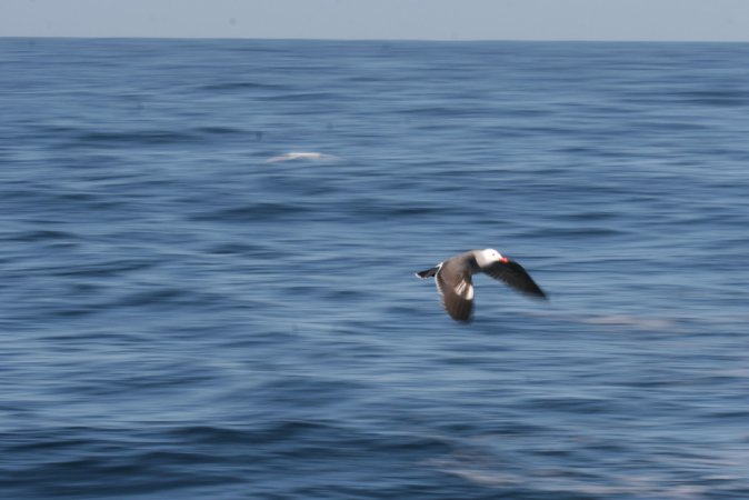 Photo (6): Heermann's Gull