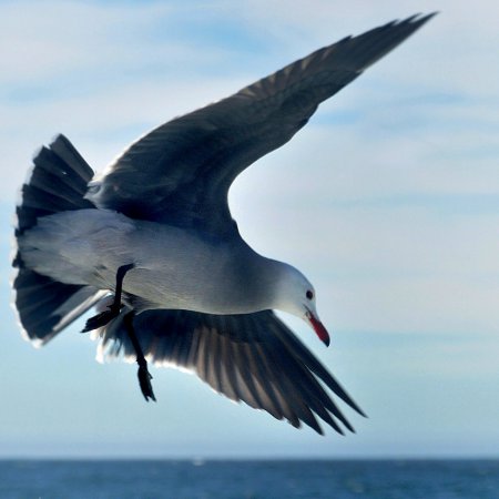 Photo (3): Heermann's Gull