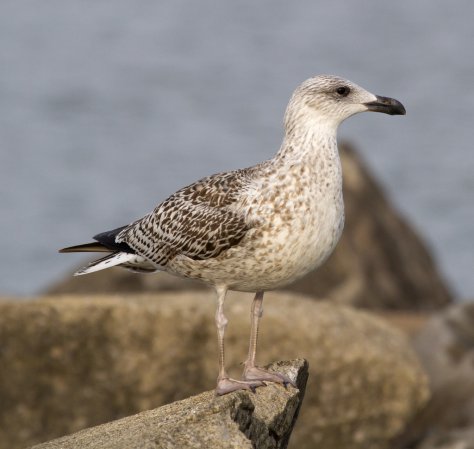 Photo (14): Great Black-backed Gull