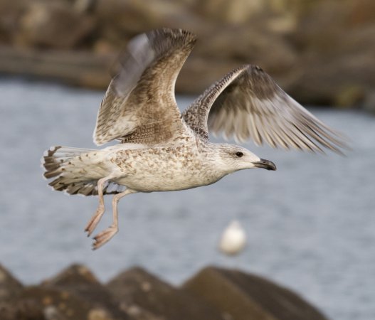 Photo (16): Great Black-backed Gull