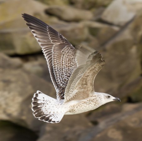 Photo (15): Great Black-backed Gull