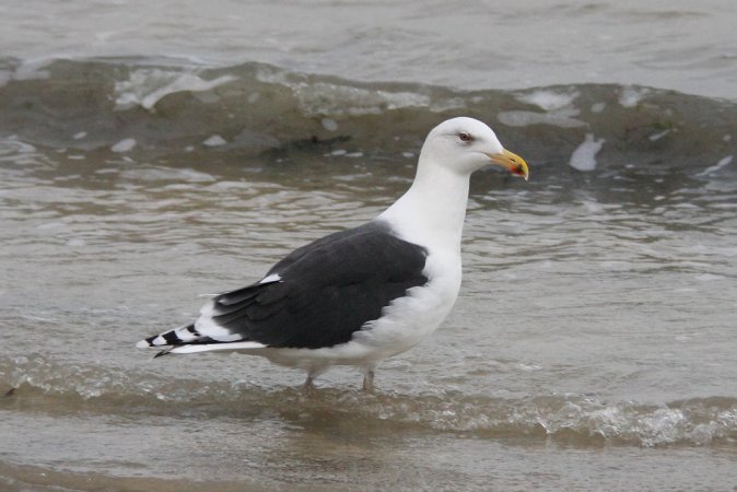 Photo (2): Great Black-backed Gull