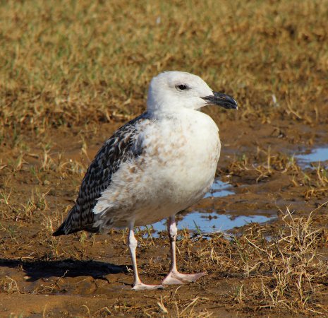 Photo (17): Great Black-backed Gull