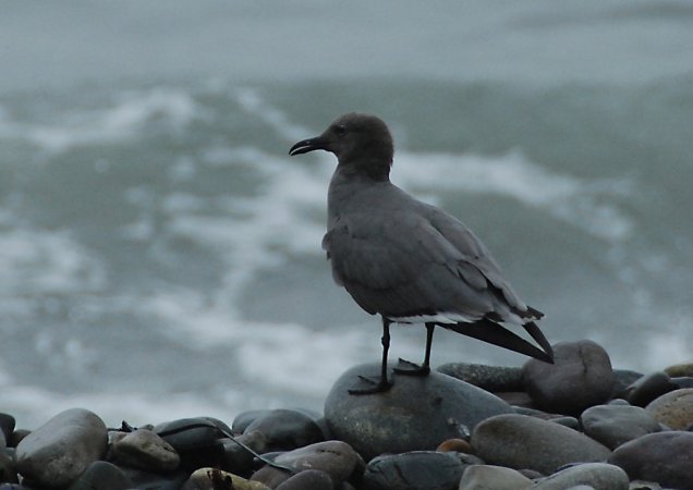 Photo (2): Gray Gull