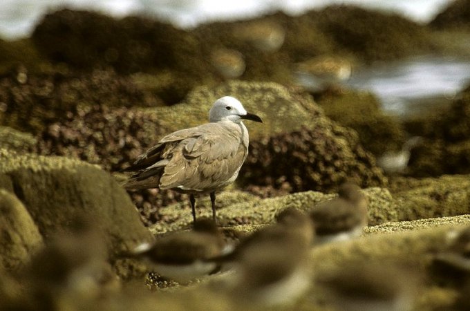 Photo (1): Gray Gull