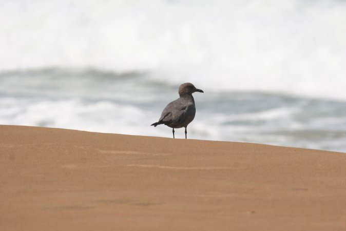 Photo (3): Gray Gull