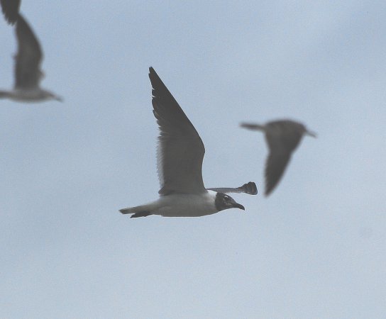 Photo (5): Franklin's Gull