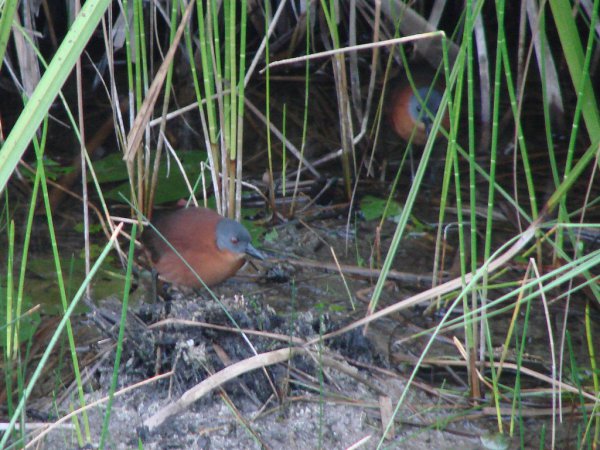 Photo (1): Ruddy Crake