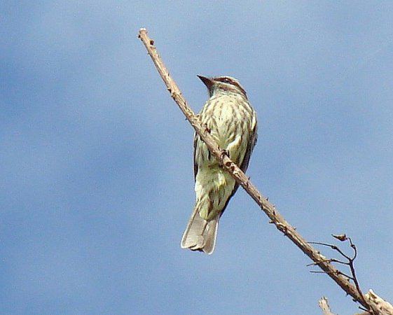 Photo (4): Piratic Flycatcher