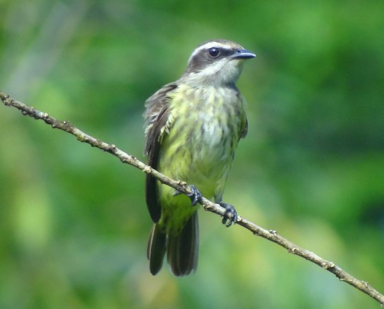 Photo (2): Piratic Flycatcher