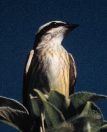 Photo (6): Piratic Flycatcher