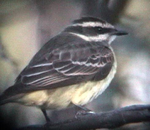 Photo (5): Piratic Flycatcher