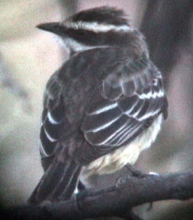 Photo (7): Piratic Flycatcher
